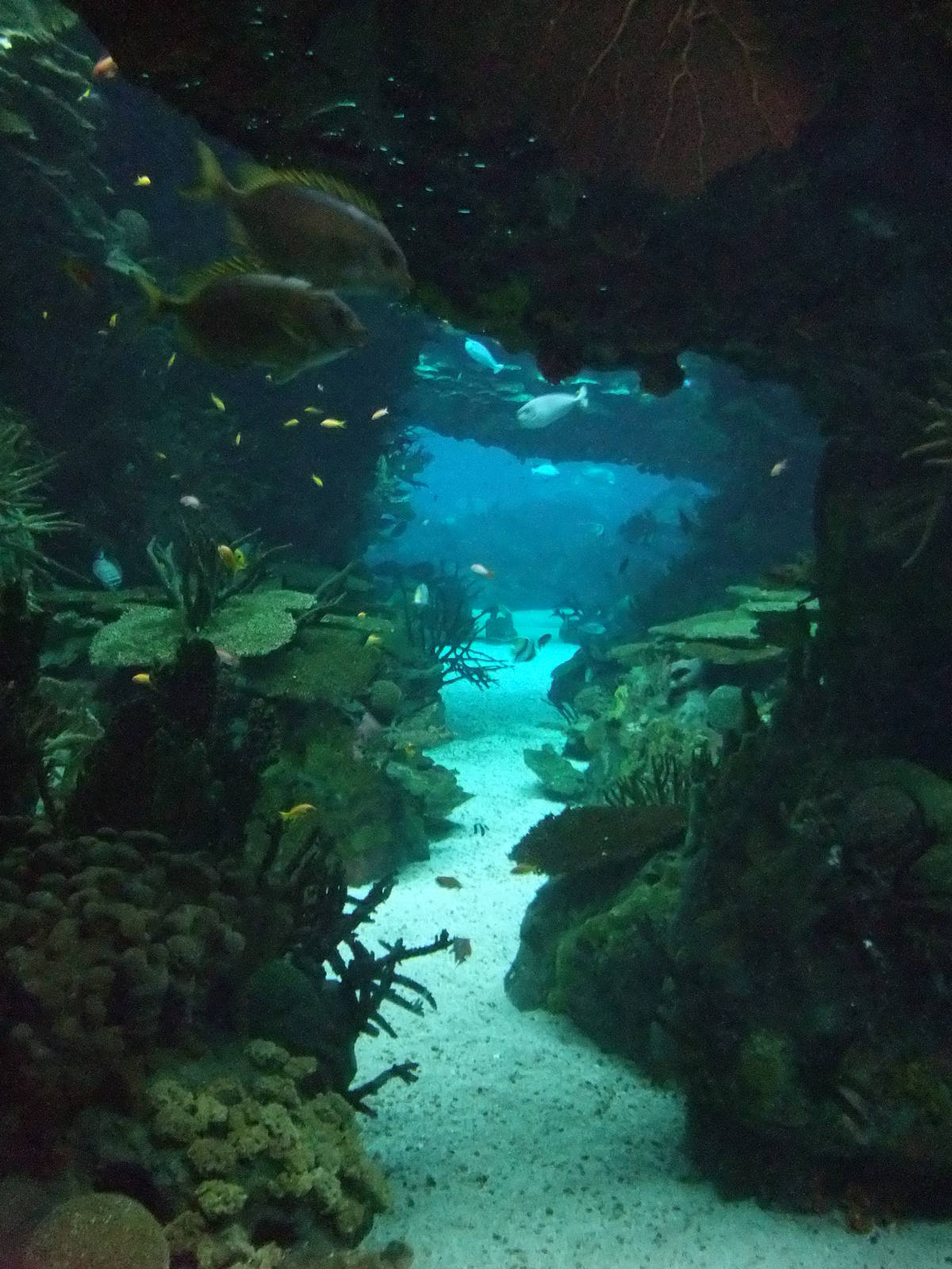 Reef Tank at Lisbon Oceanarium, 25/05/11
