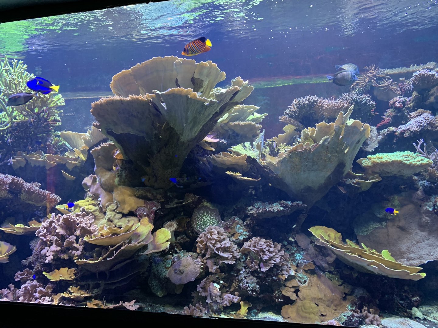 Reef Tank at London Zoo (2019)
