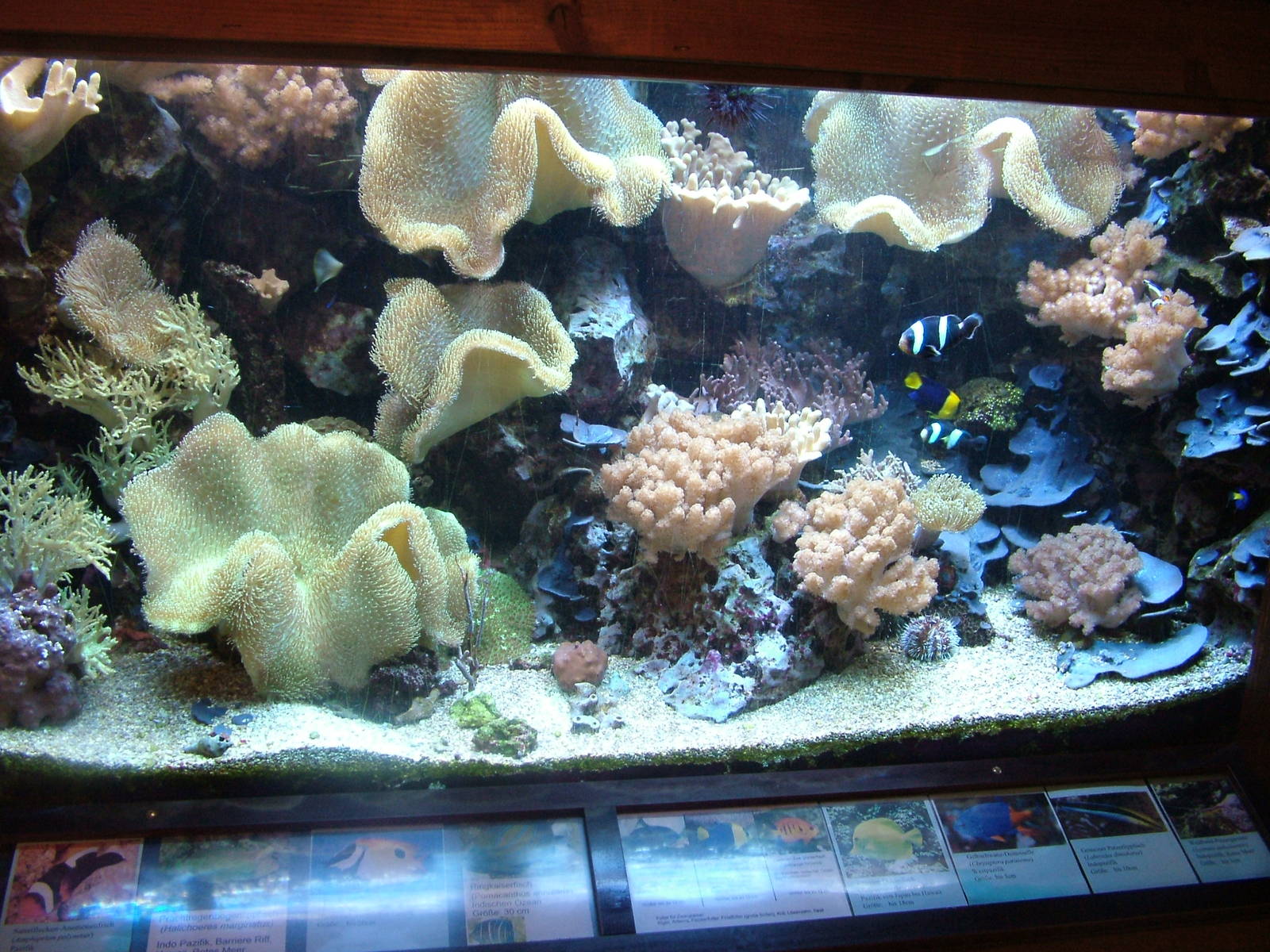 Reef Tank at Opel-Zoo Kronberg, 30/08/10