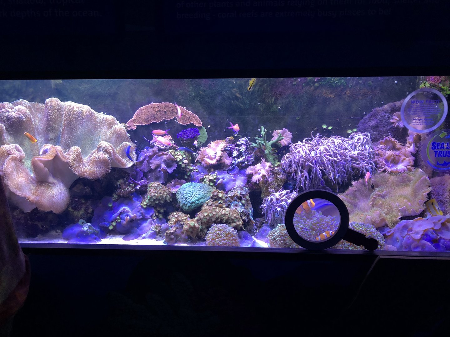 Reef Tank at SEA LIFE Scarborough (September 2022)