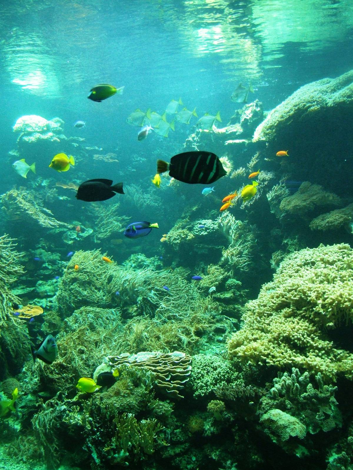 Reef Tank at Vienna, 16/06/13