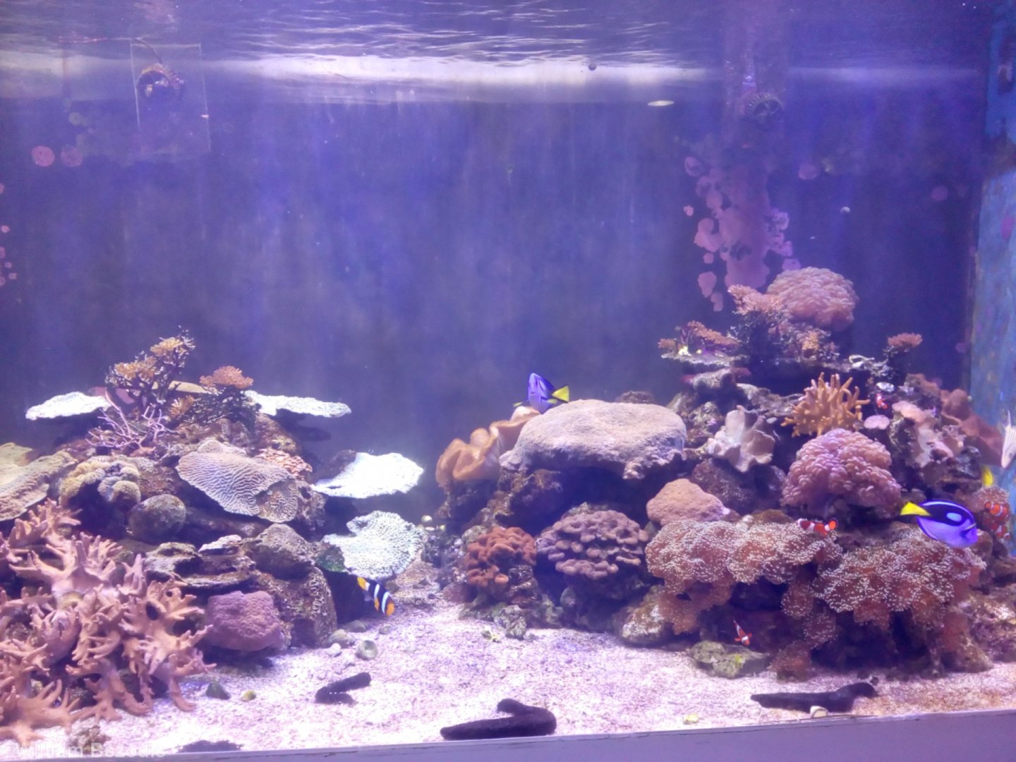 Reef Tank - Bangsaen Aquarium