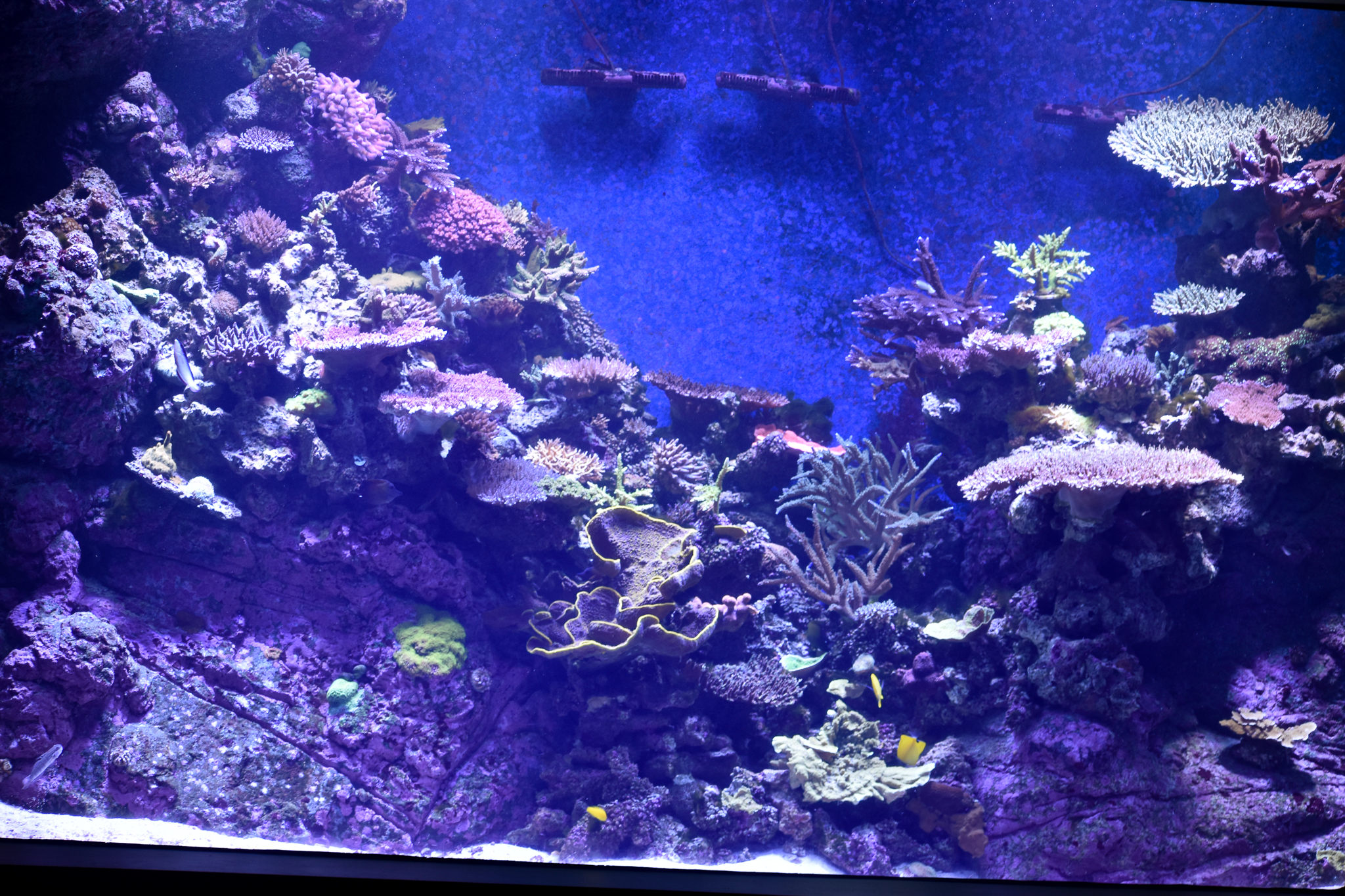 Reef tank example