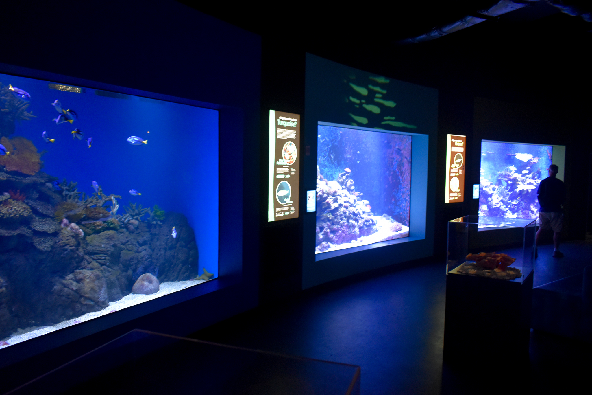 Reef tank examples