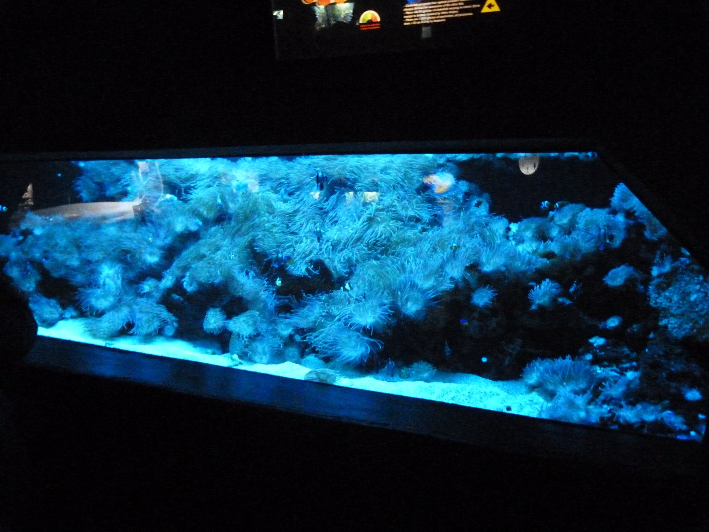 Reef tank -Faunia (2025)