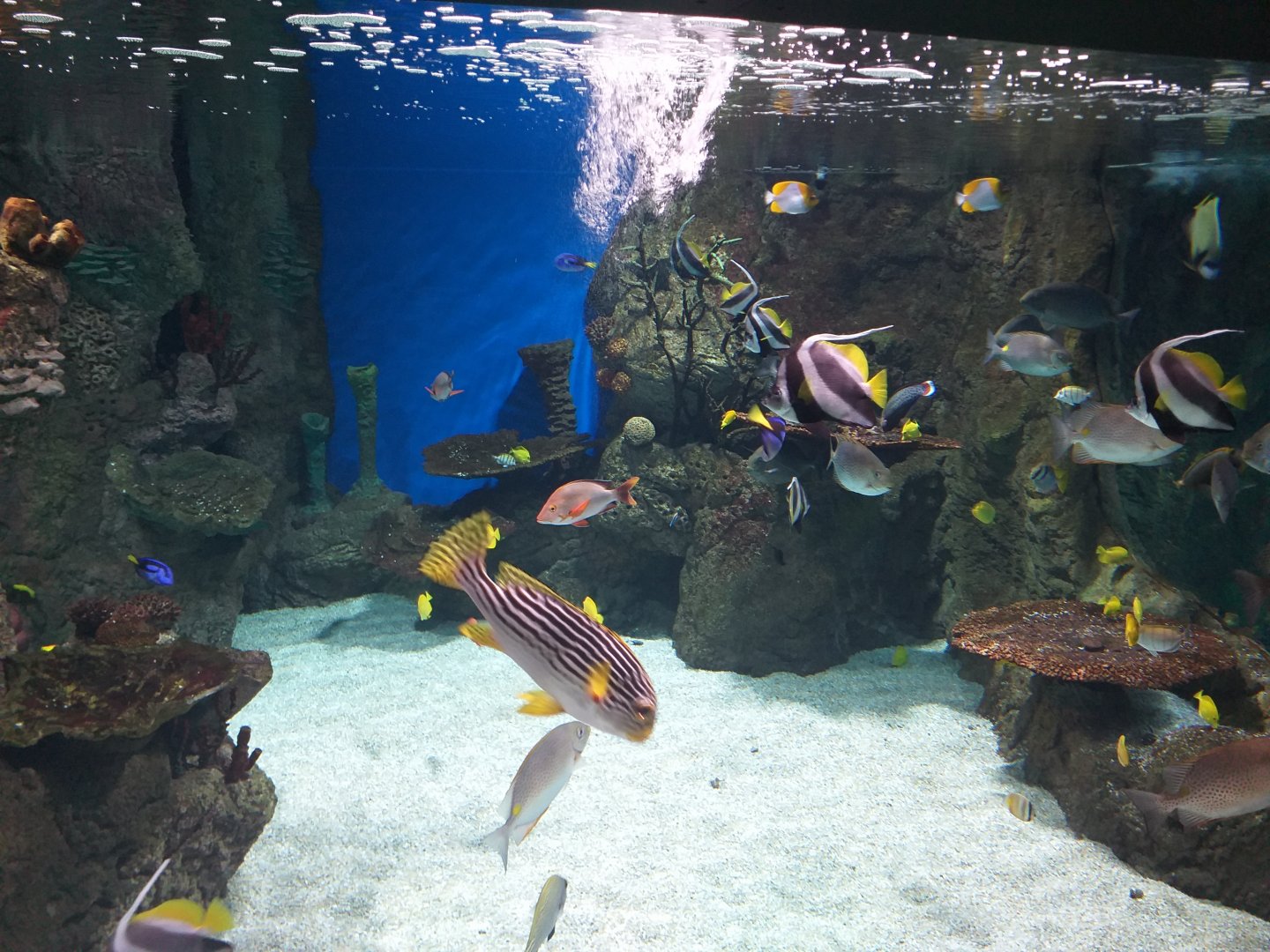 Reef tank (ID please) -BioDomo (2019)