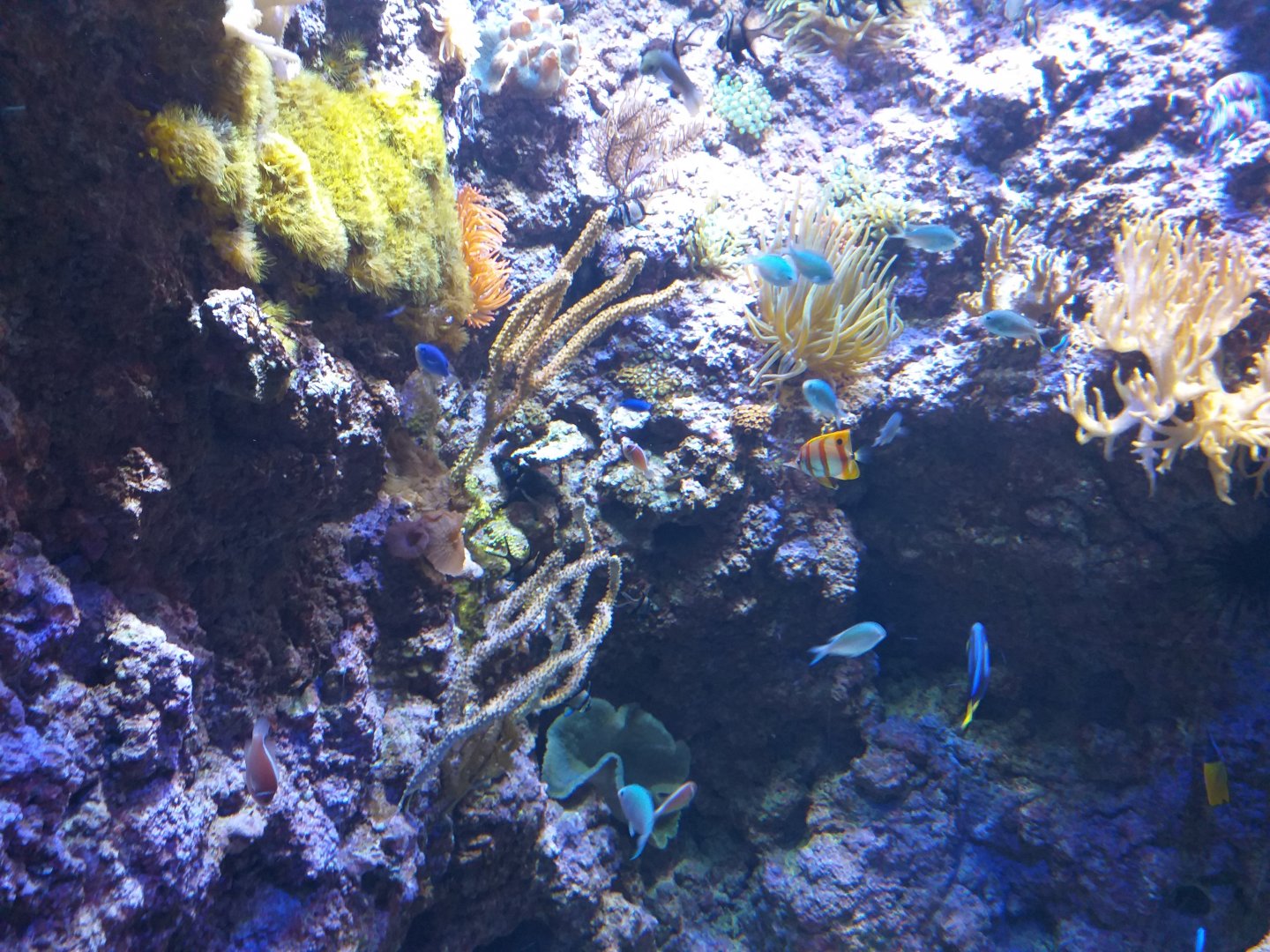 Reef tank (ID please) -BioDomo (2019)