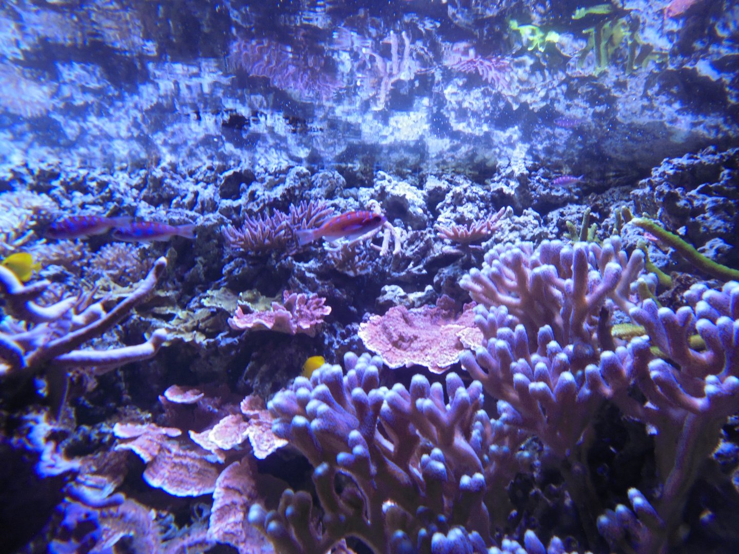 Reef tank in Aquarium