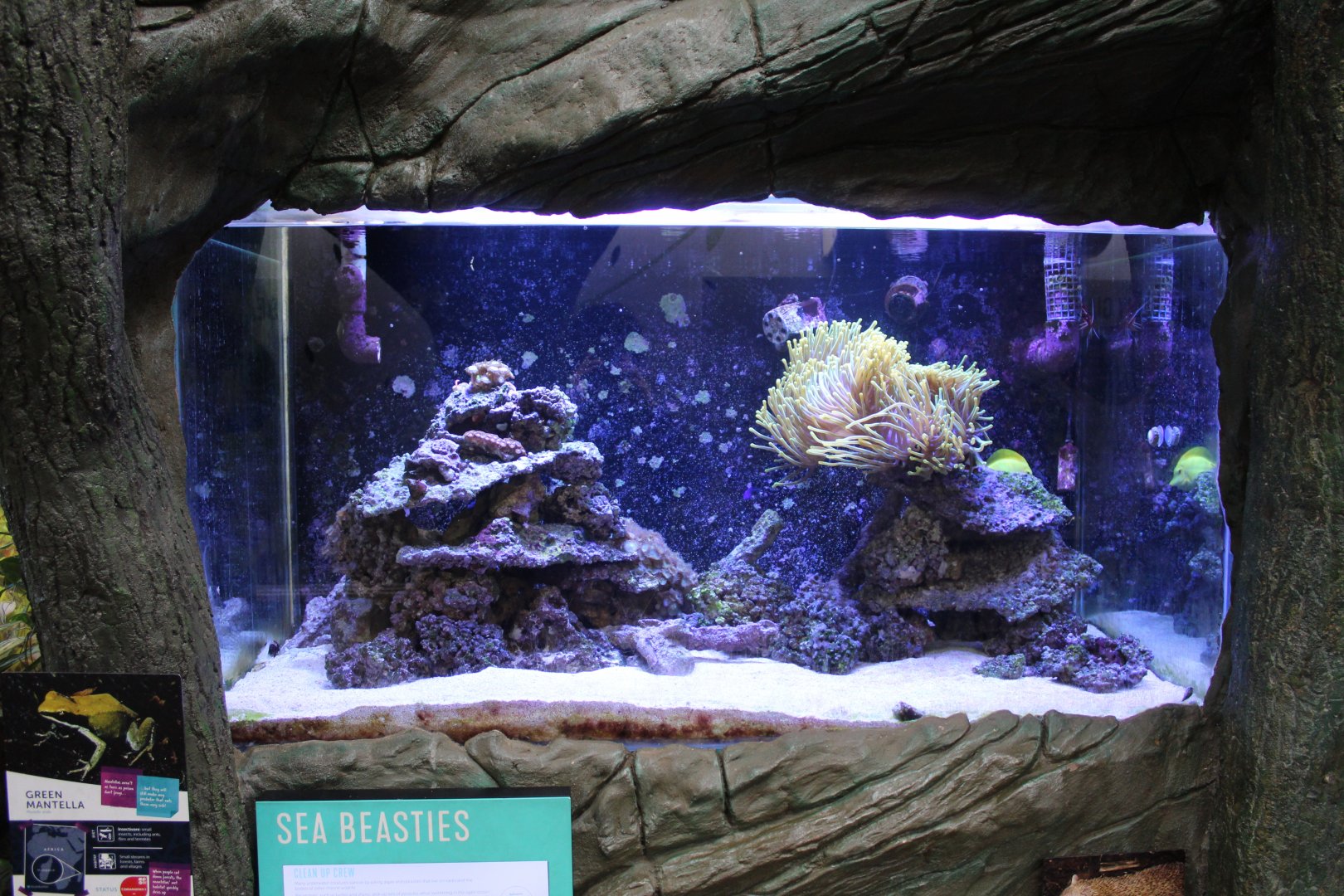 Reef tank in Wee Beasties