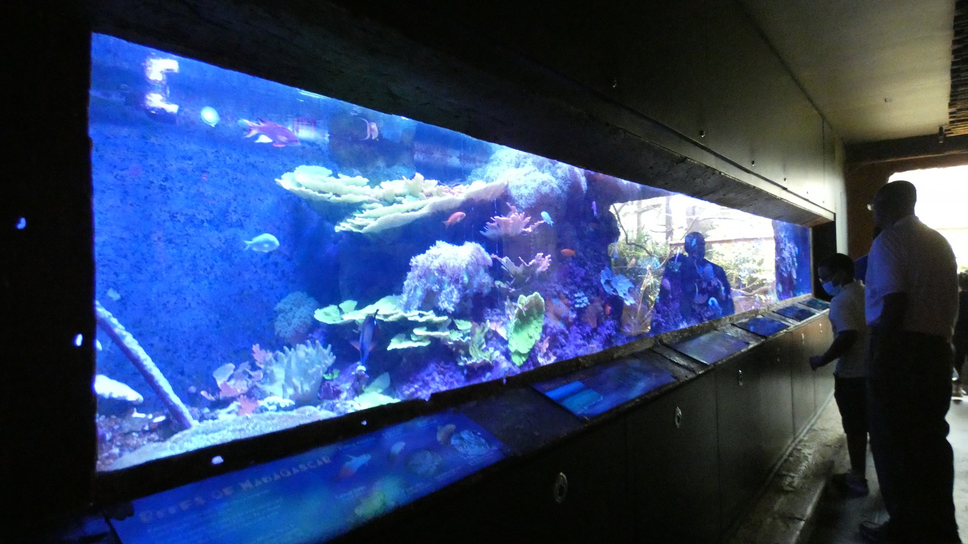 Reef Tank, Journey To Madagascar - Aug. 2021