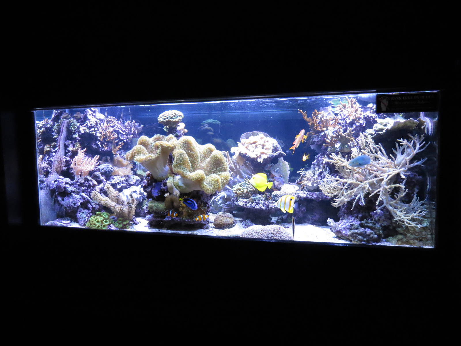 Reef tank, June 2015.