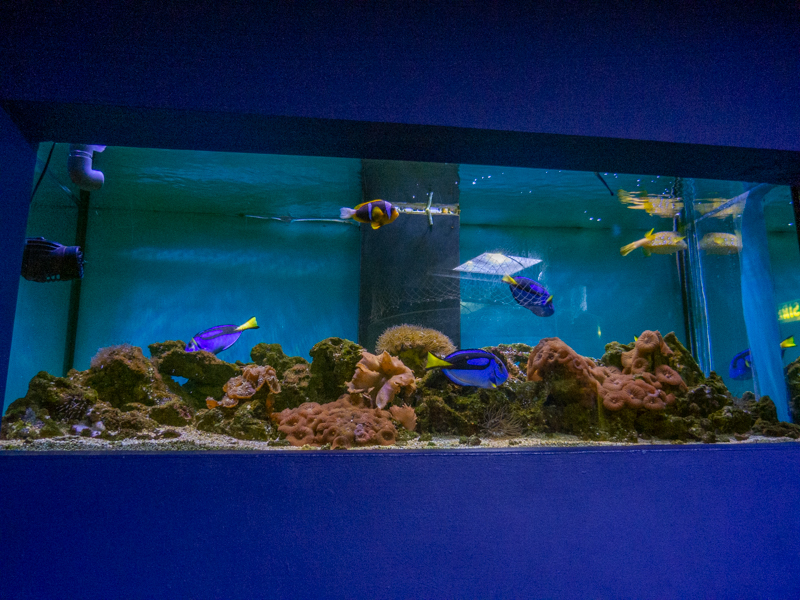 reef tank No 1