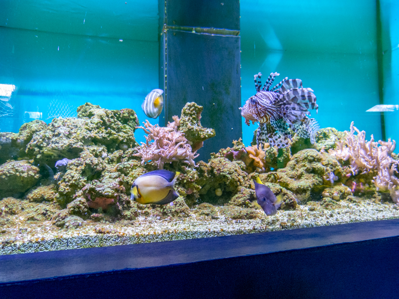 reef tank No 3