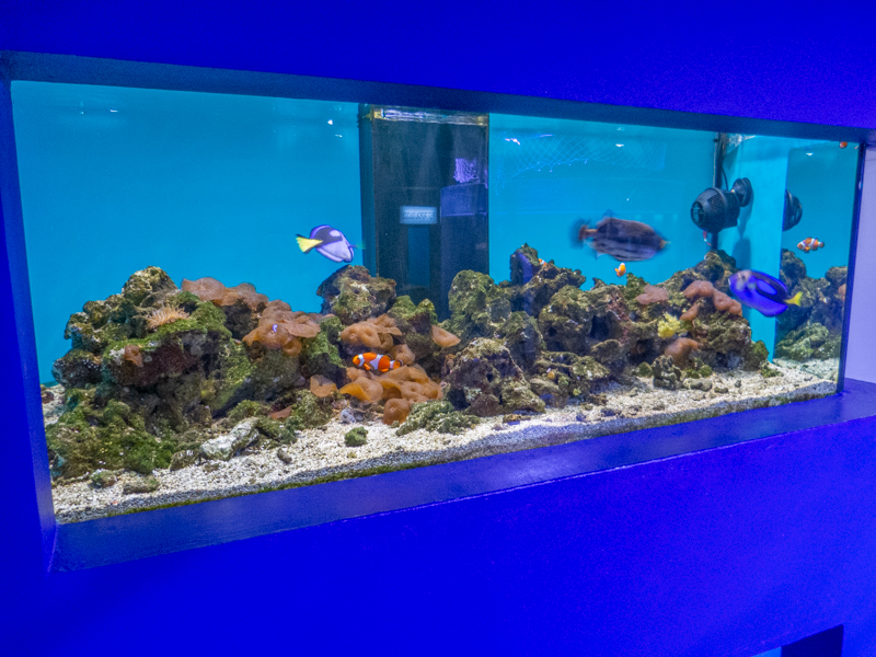 reef tank No 4
