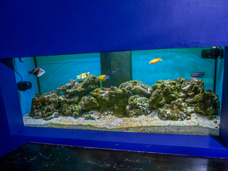 reef tank No 5