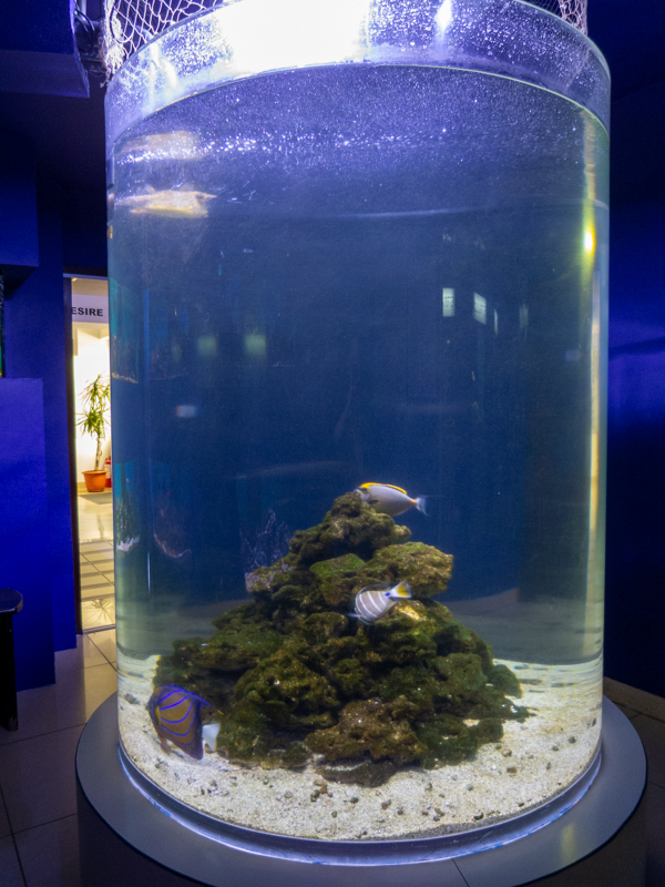 reef tank No 6