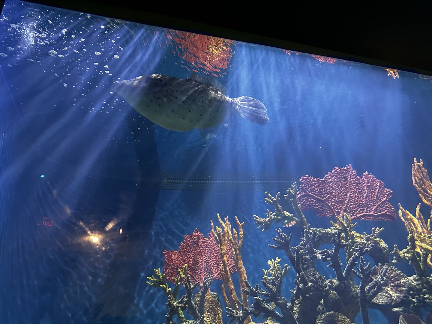 Reef Tank - Scrawled Filefish
