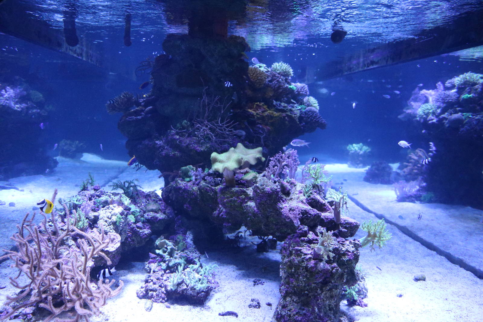 Reef tank - Sumida Aquarium, February 2016
