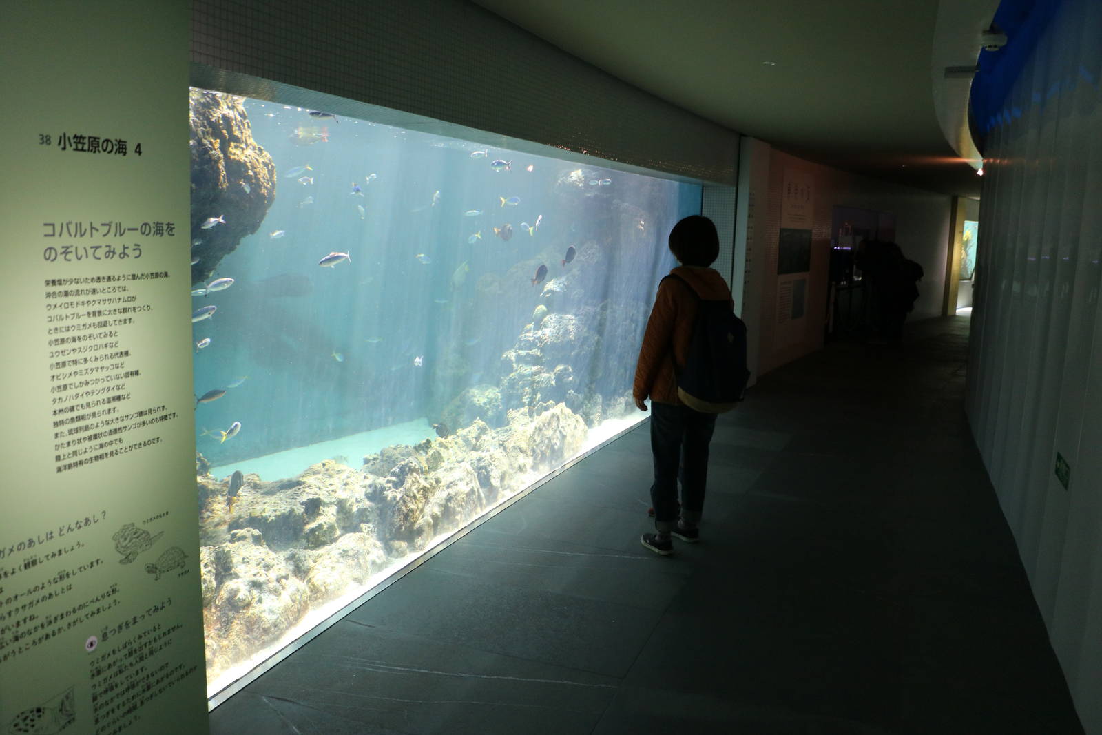 Reef tank - Tokyo Sea Life Park, February 2016