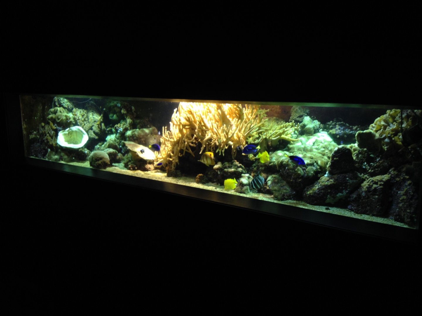 Reef tank (unsigned)