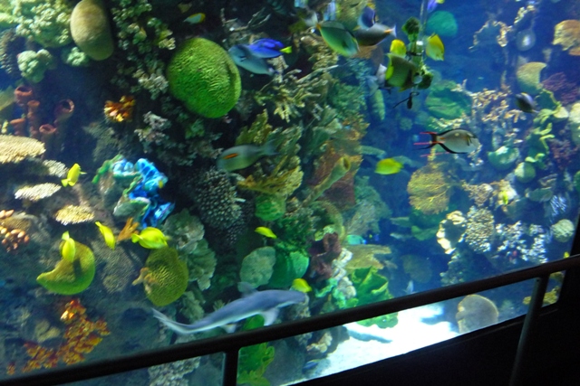 Reef Tank