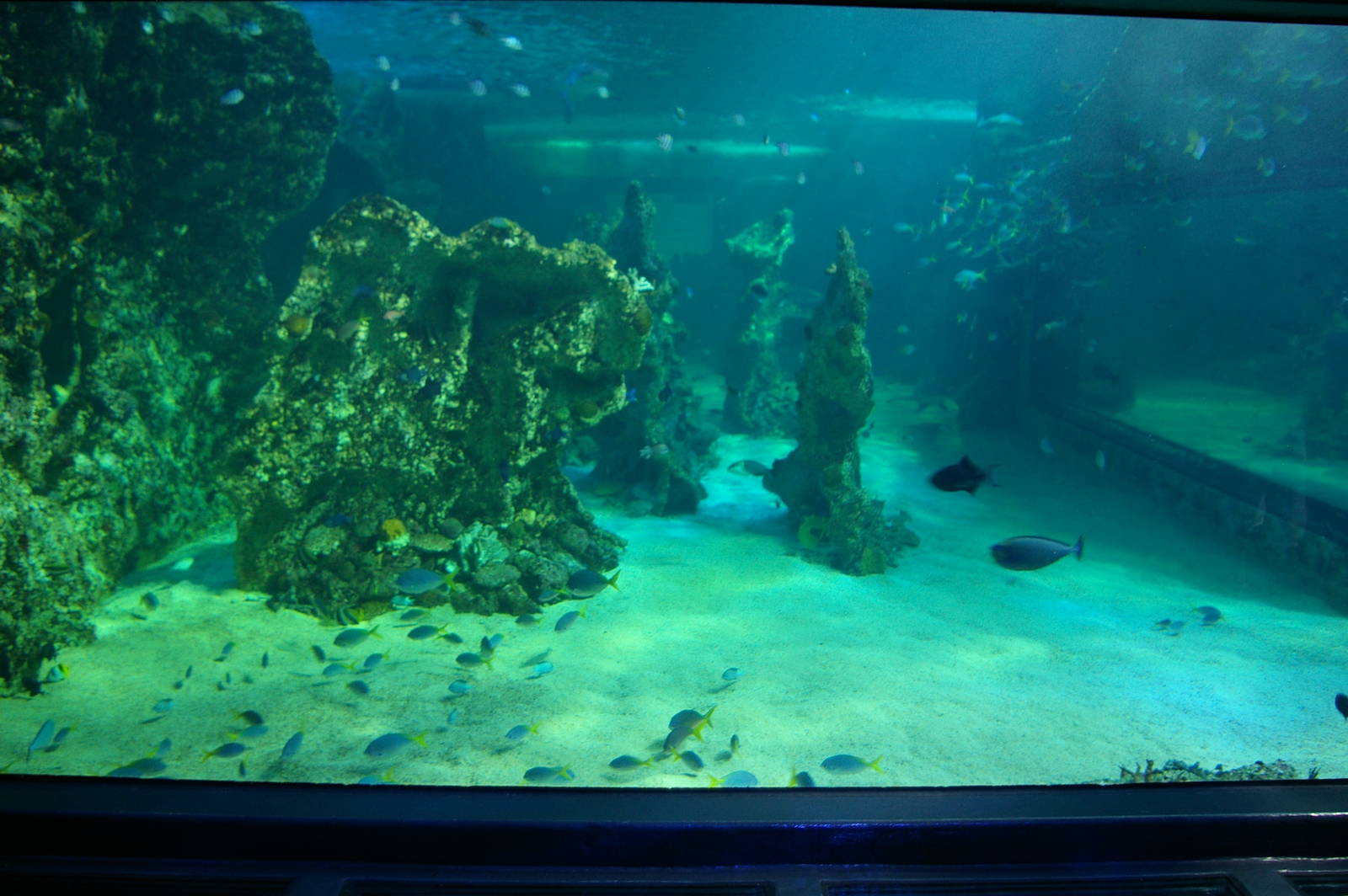 reef tank