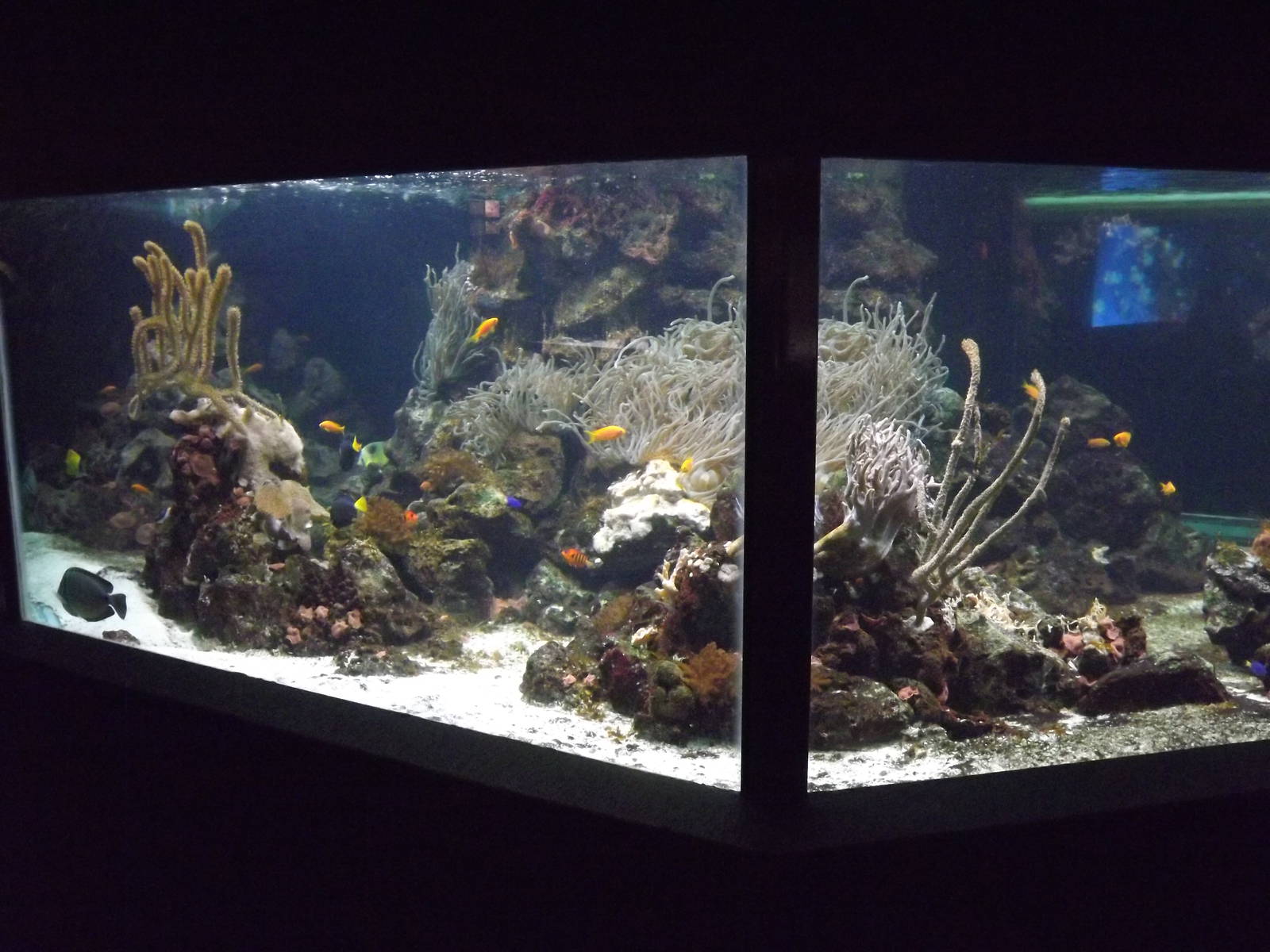 Reef tank