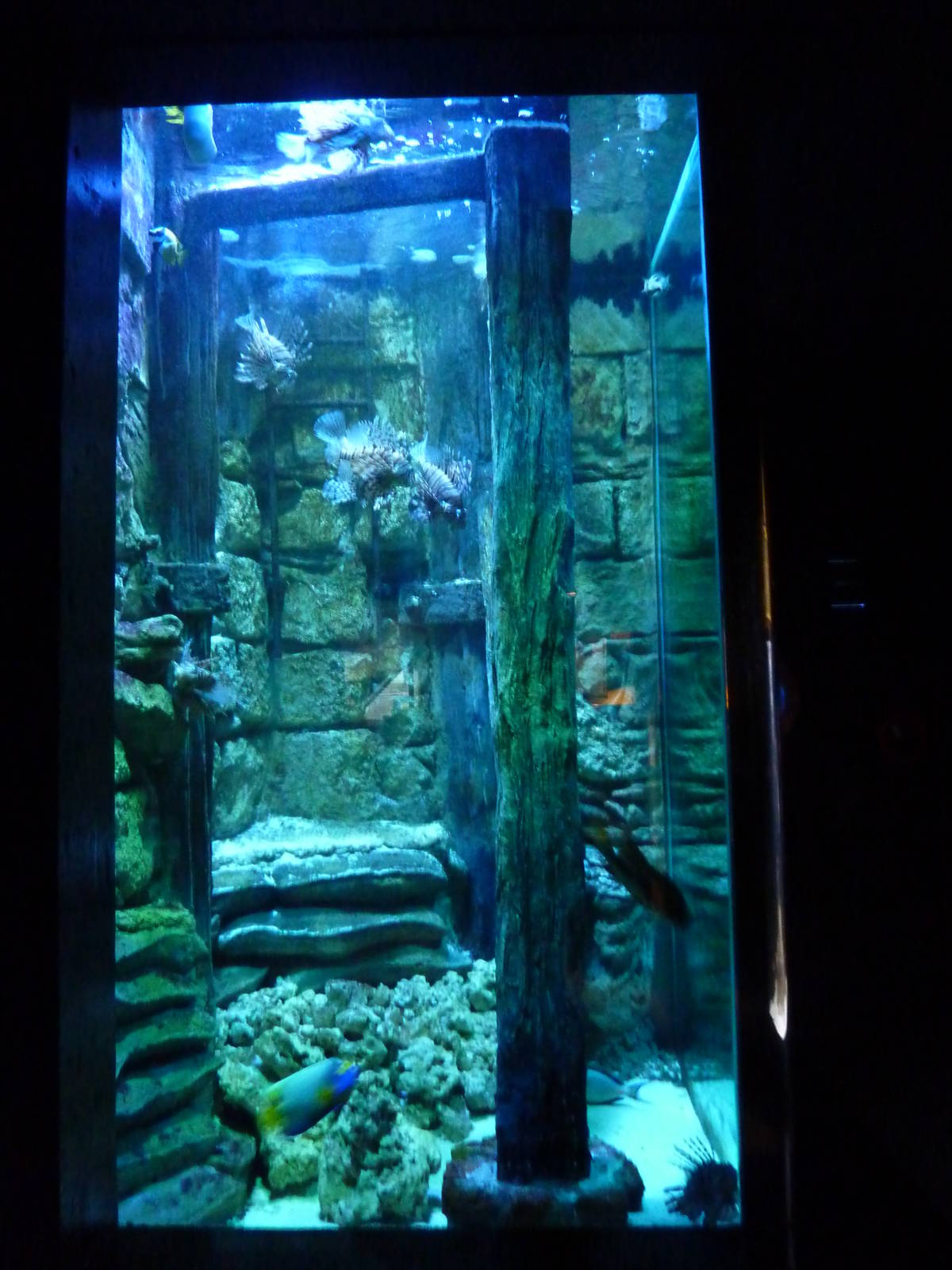 Reef tank