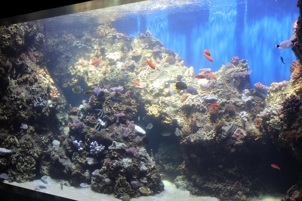 Reef Tank