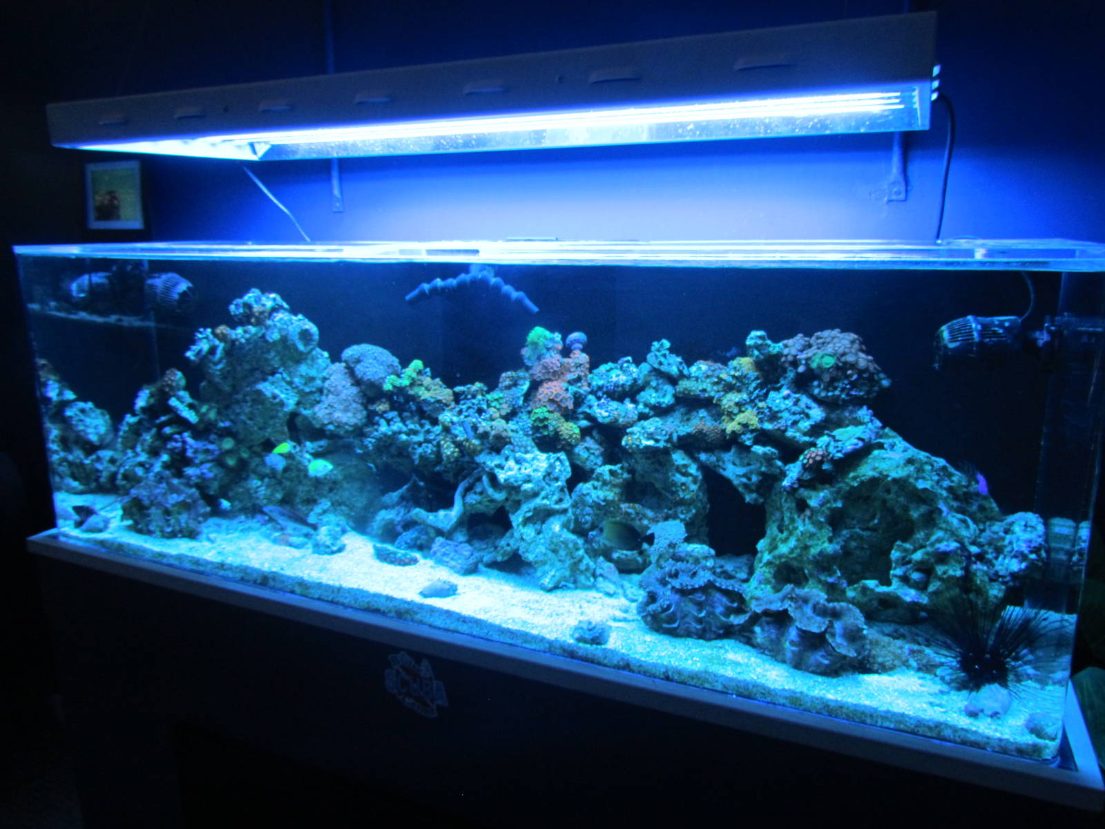 Reef Tank