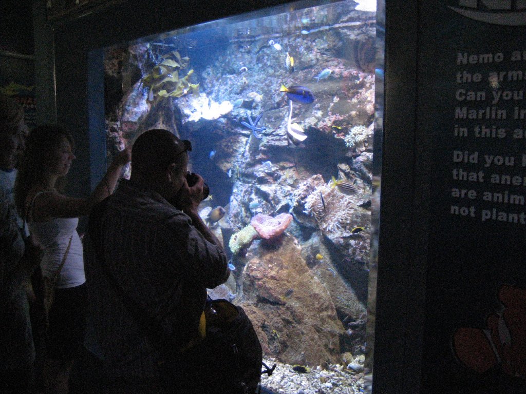 Reef Tank