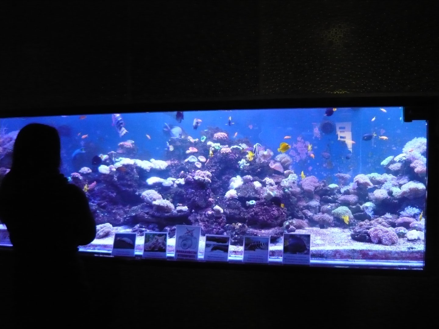 Reef tank