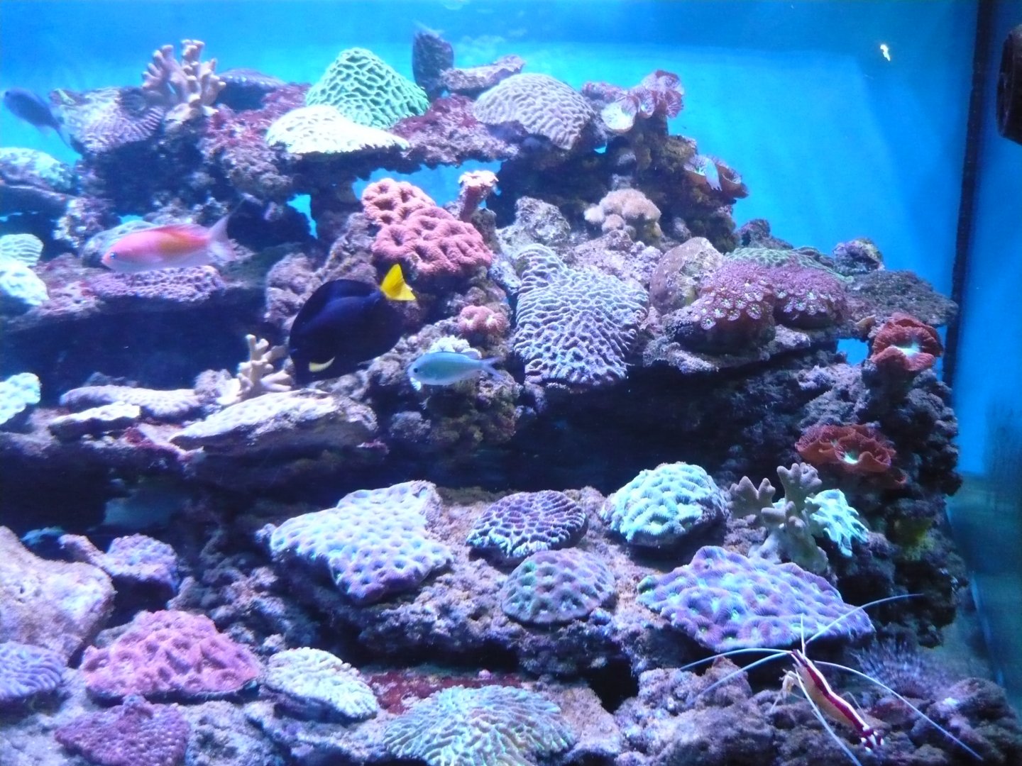 Reef tank