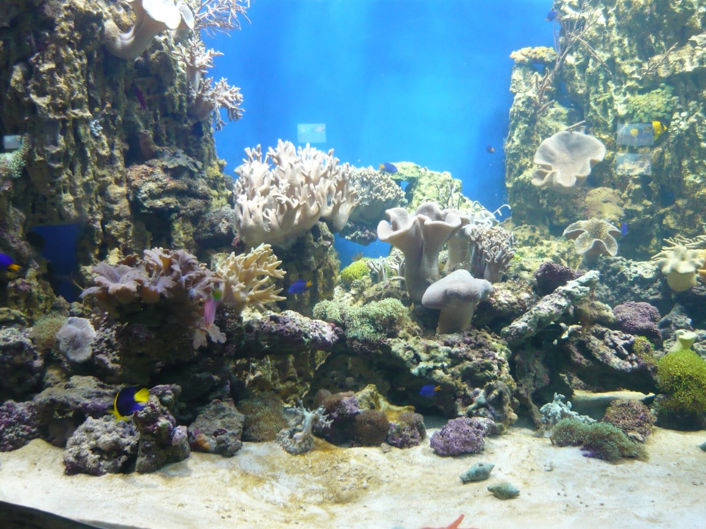 Reef tank