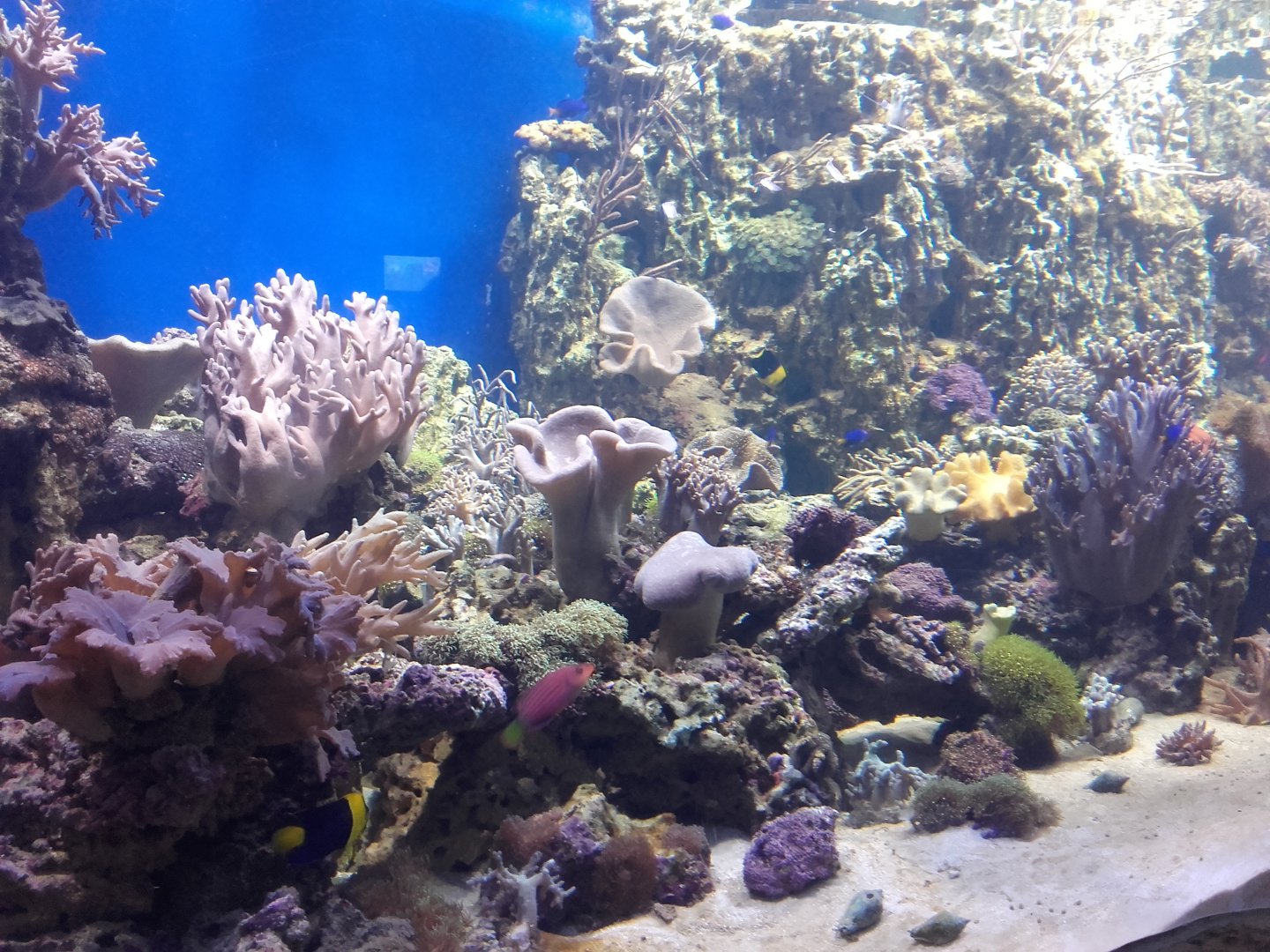 Reef tank