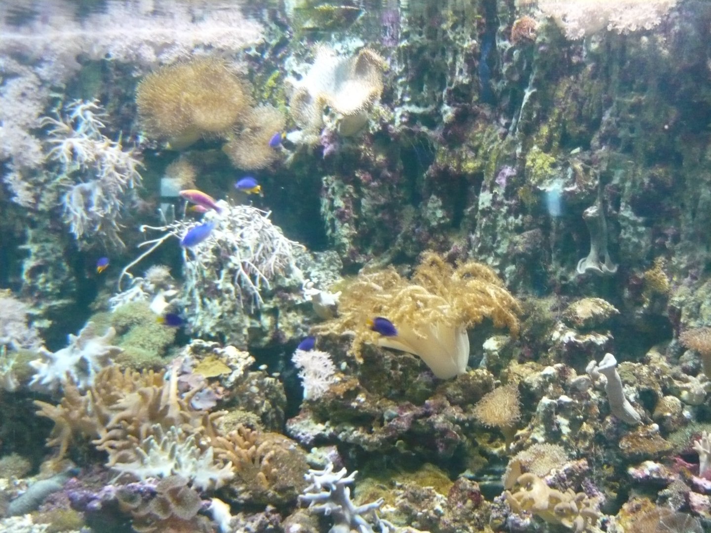 Reef tank
