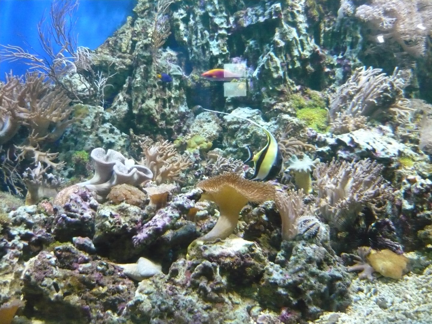 Reef tank