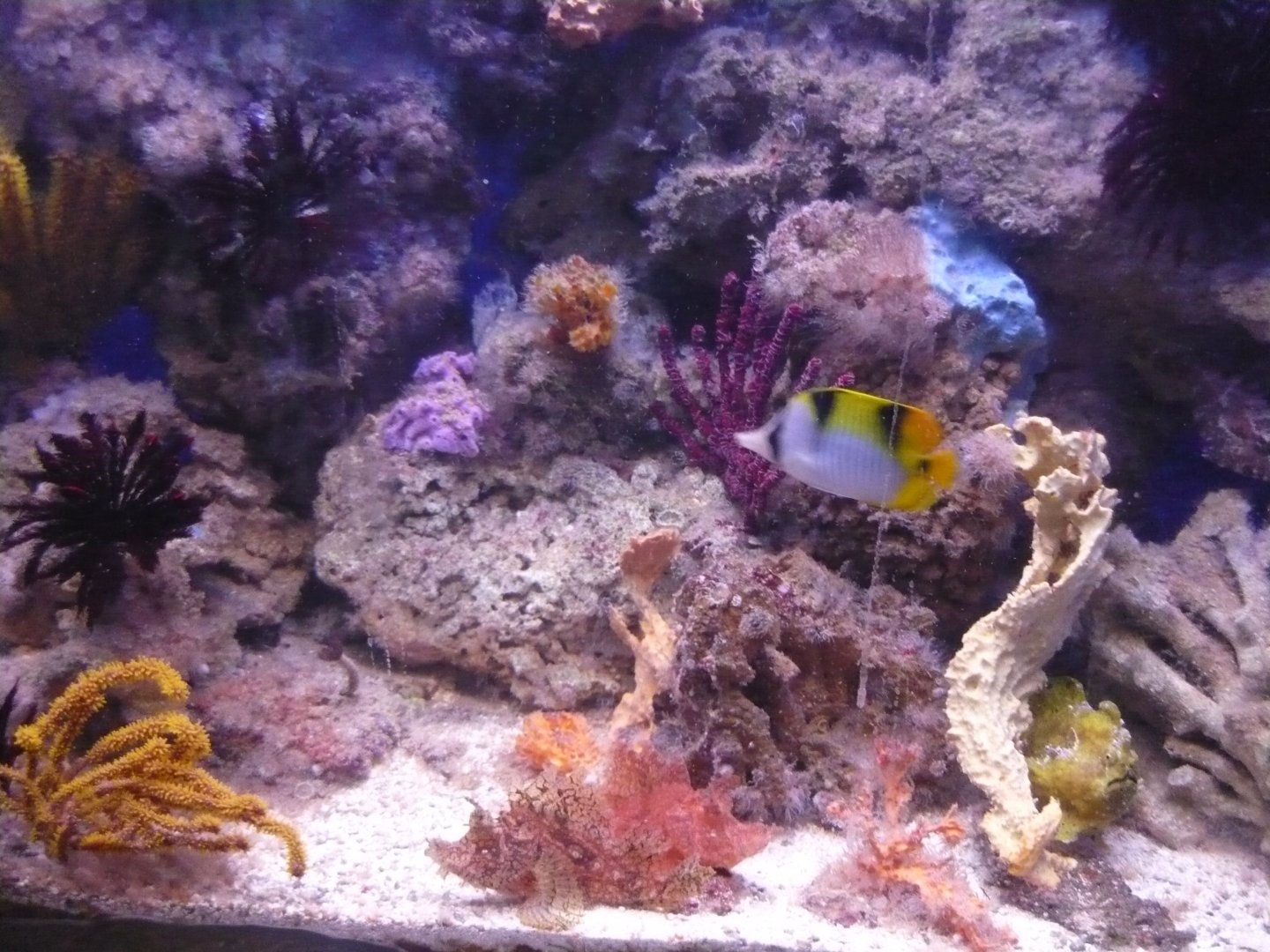 Reef tank