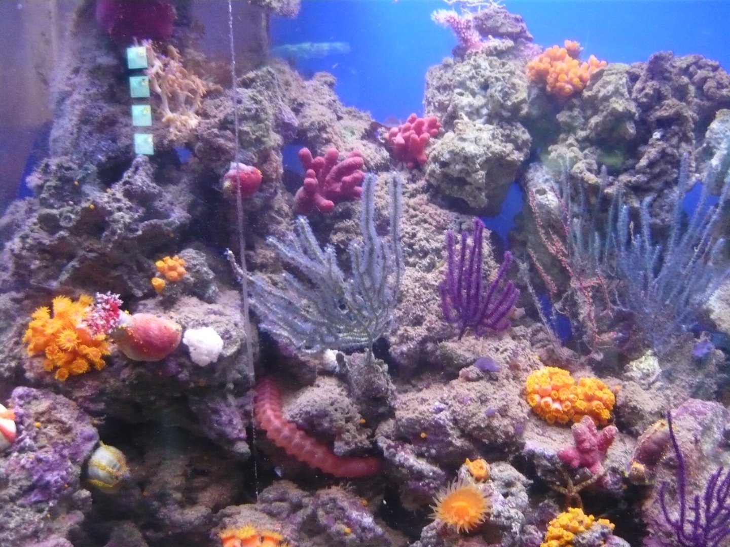 Reef tank
