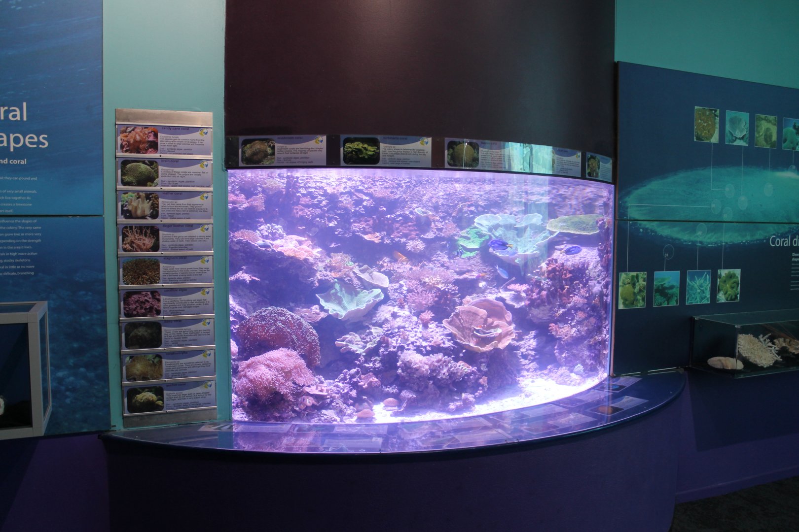 Reef tank