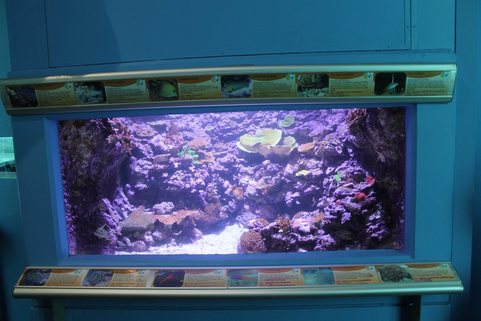 Reef tank