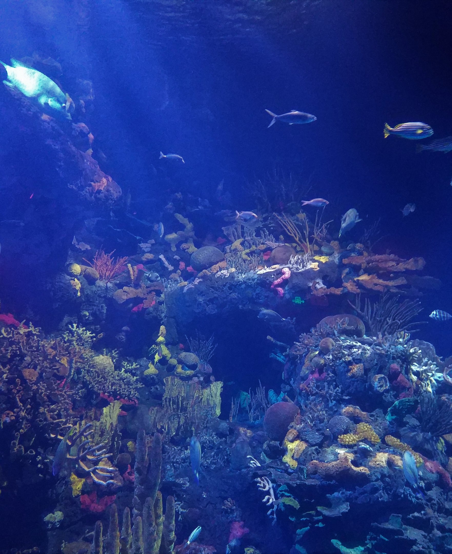 Reef Tank