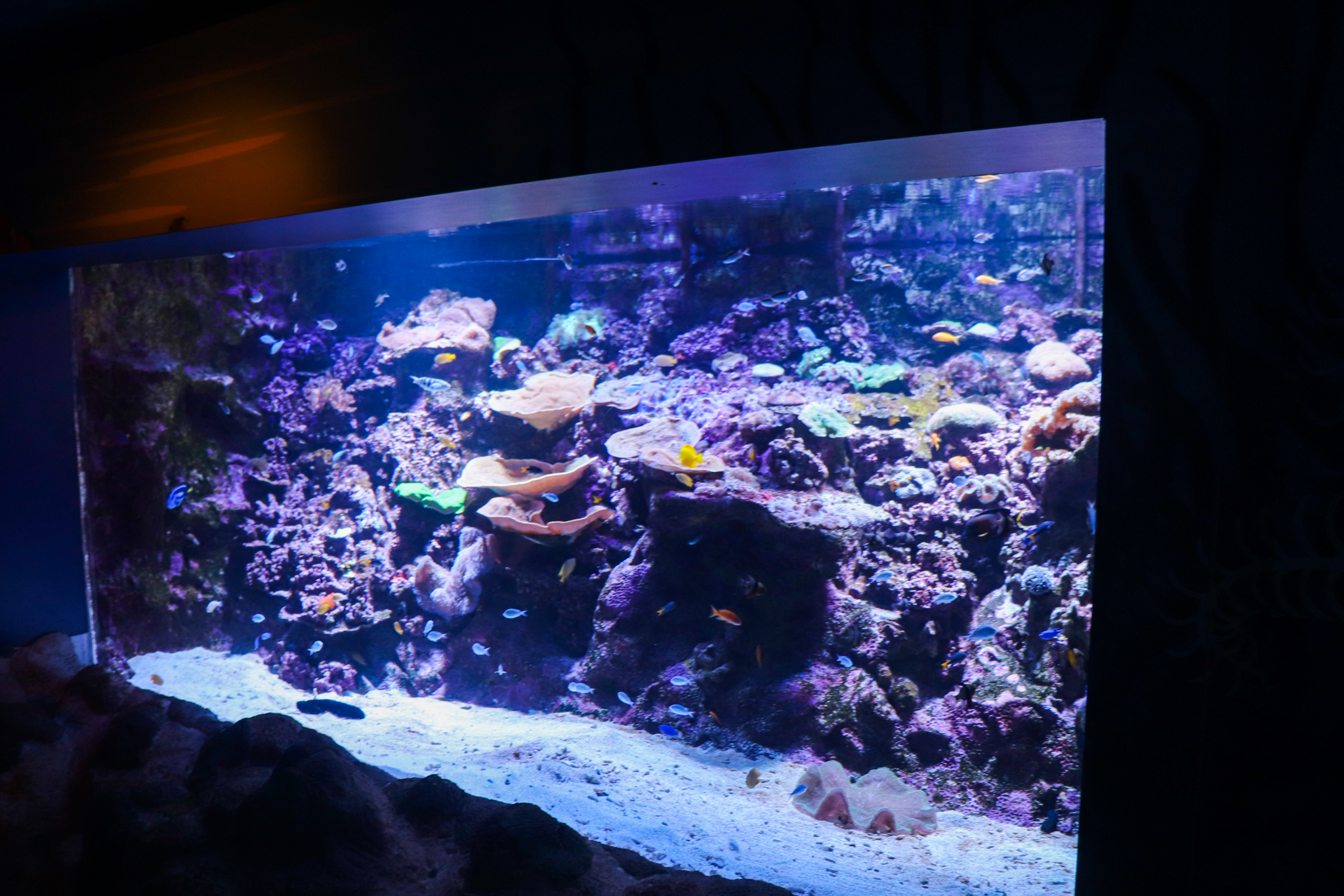 Reef Tank