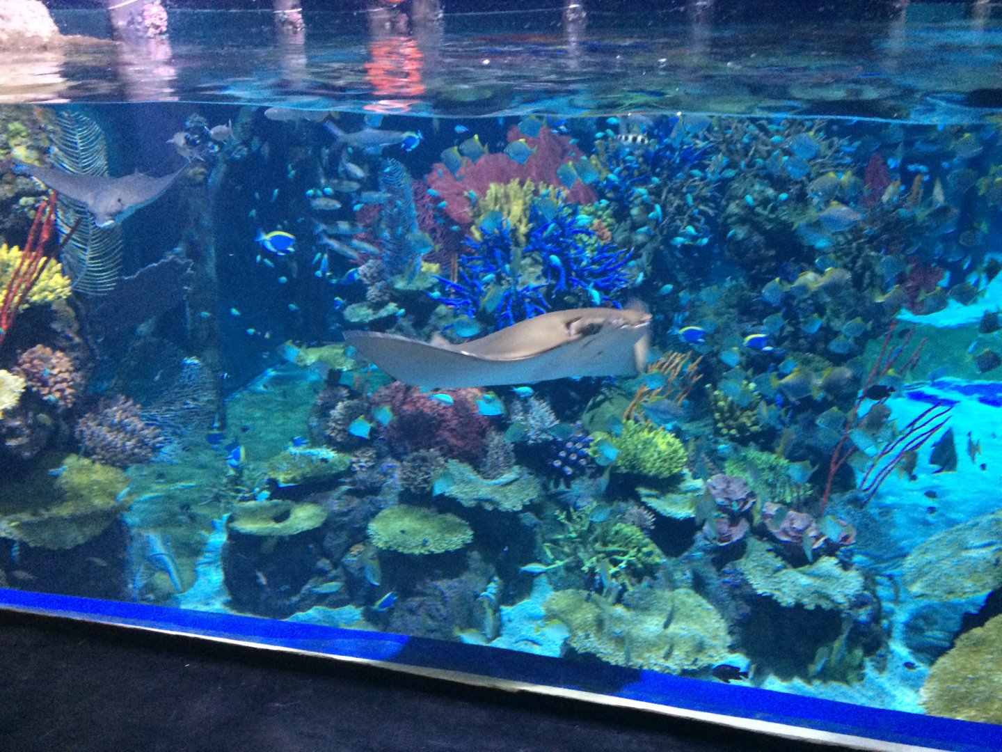 Reef Tank
