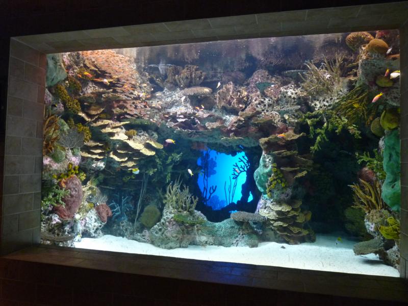 Reef Tank