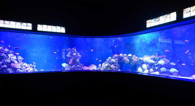 Reef Tank