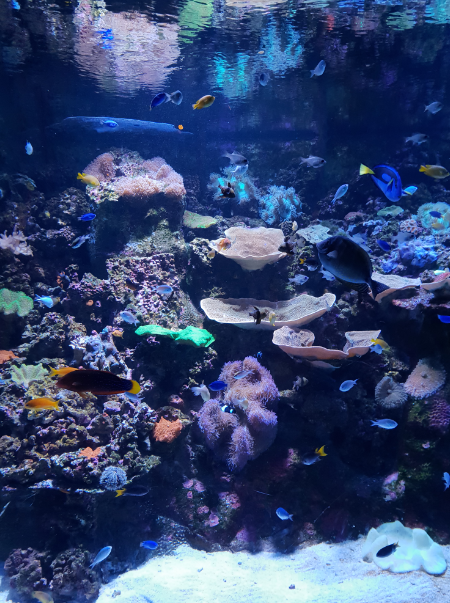 Reef Tank