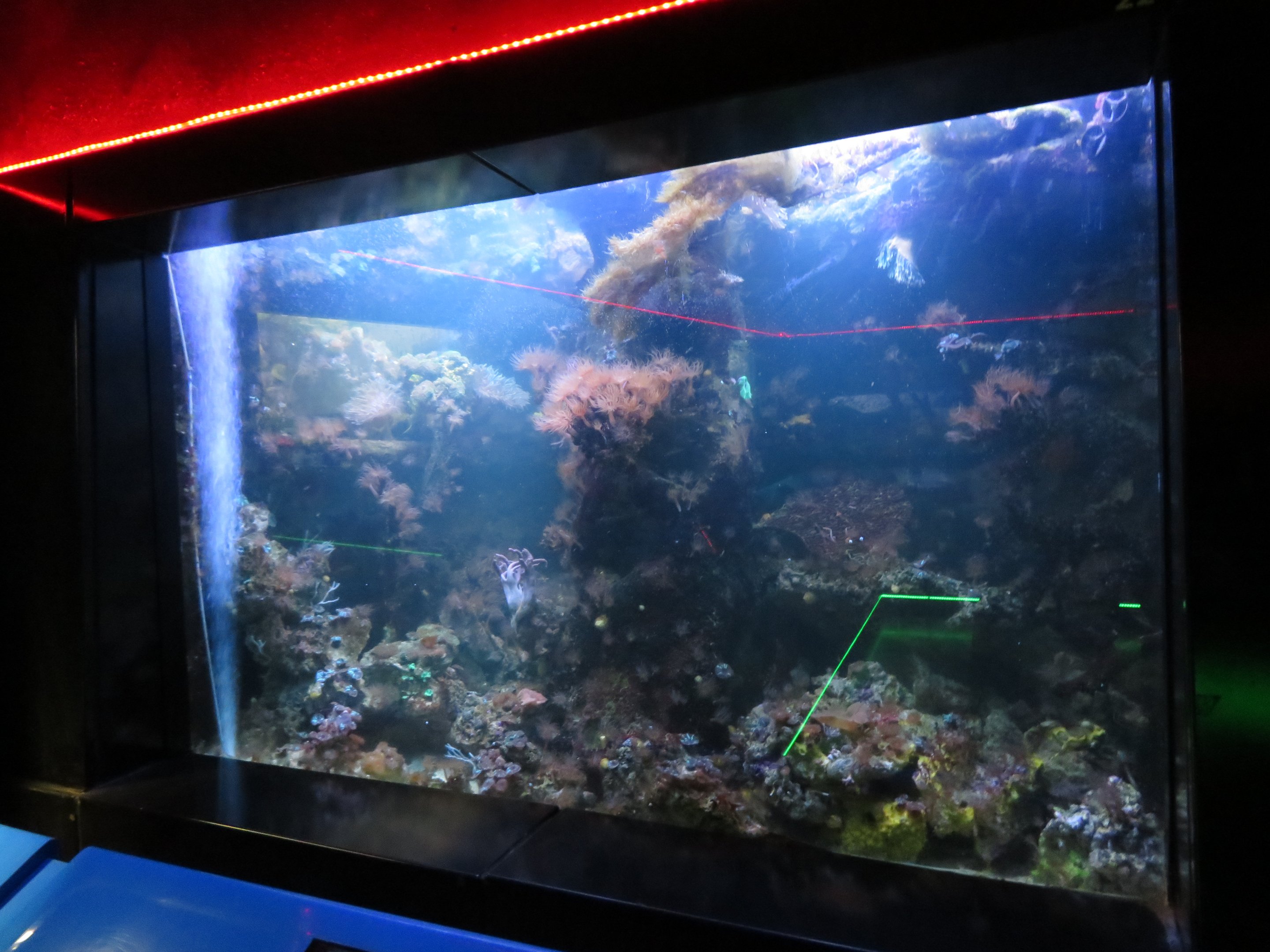 Reef Tank