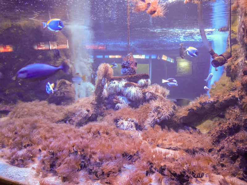 reef tank