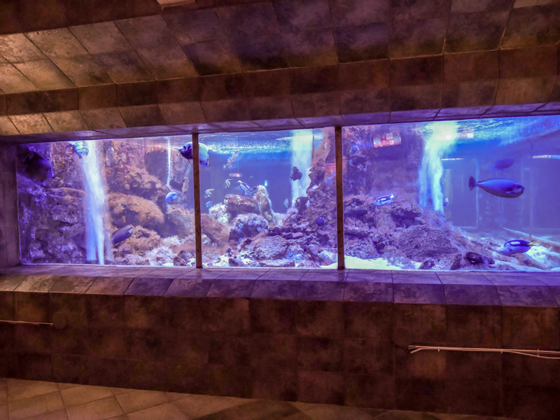 reef tank